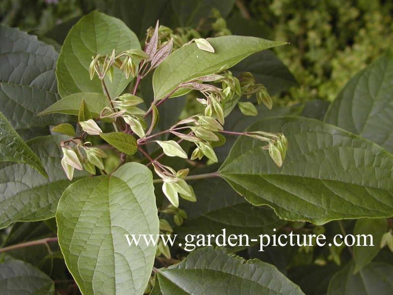 Clerodendrum trichotomum fargesii