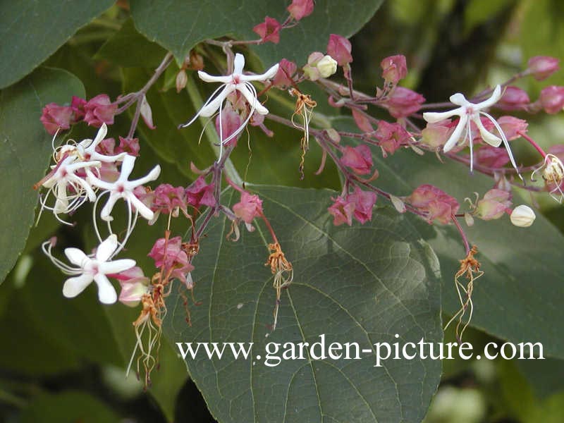 Clerodendrum trichotomum fargesii