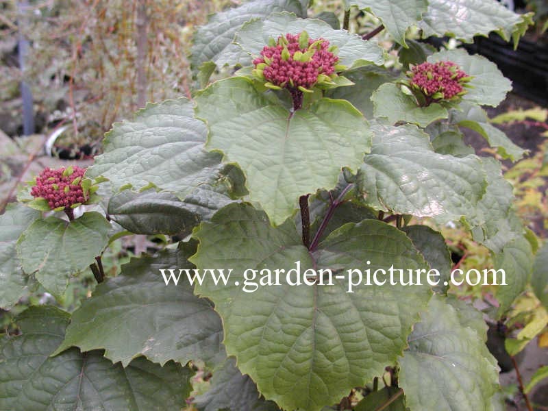 Clerodendrum bungei