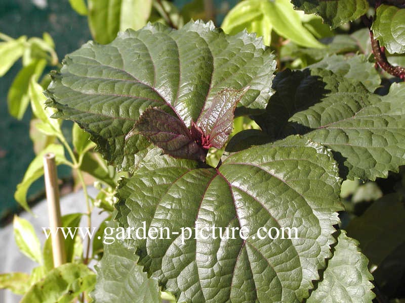 Clerodendrum bungei