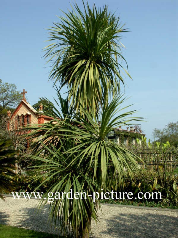 Cordyline australis