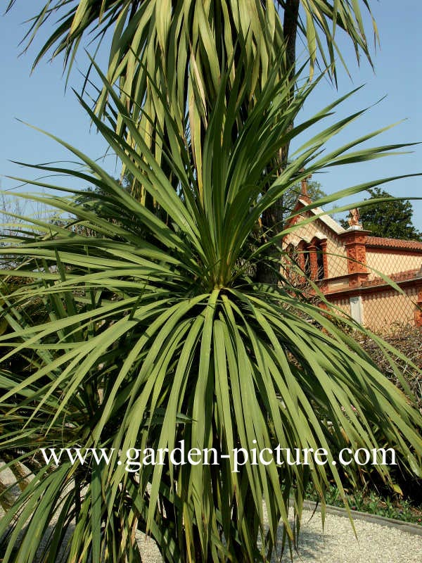 Cordyline australis