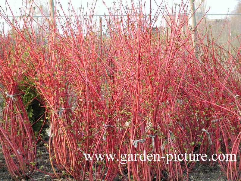 Cornus alba 'Sibirica'