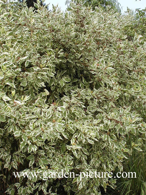 Cornus alba 'Elegantissima'