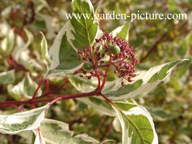 Cornus alba 'Elegantissima'