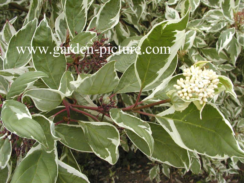 Cornus alba 'Elegantissima'