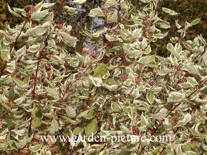 Cornus alba 'Elegantissima'