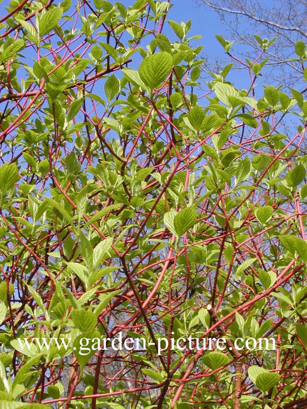 Cornus alba 'Sibirica'