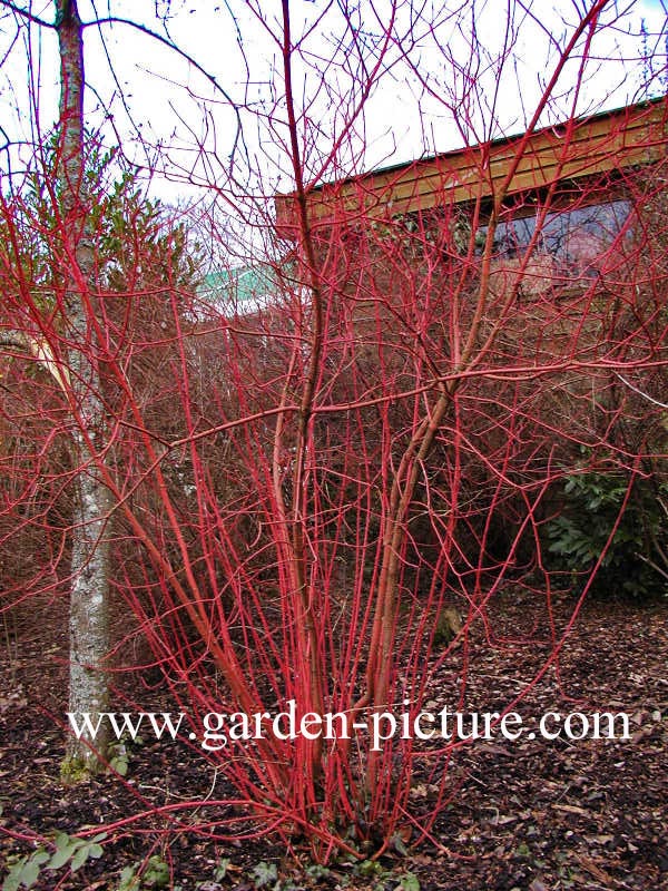 Cornus alba 'Sibirica'