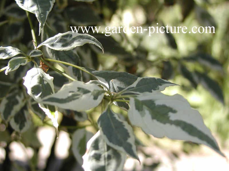 Cornus alternifolia 'Argentea'