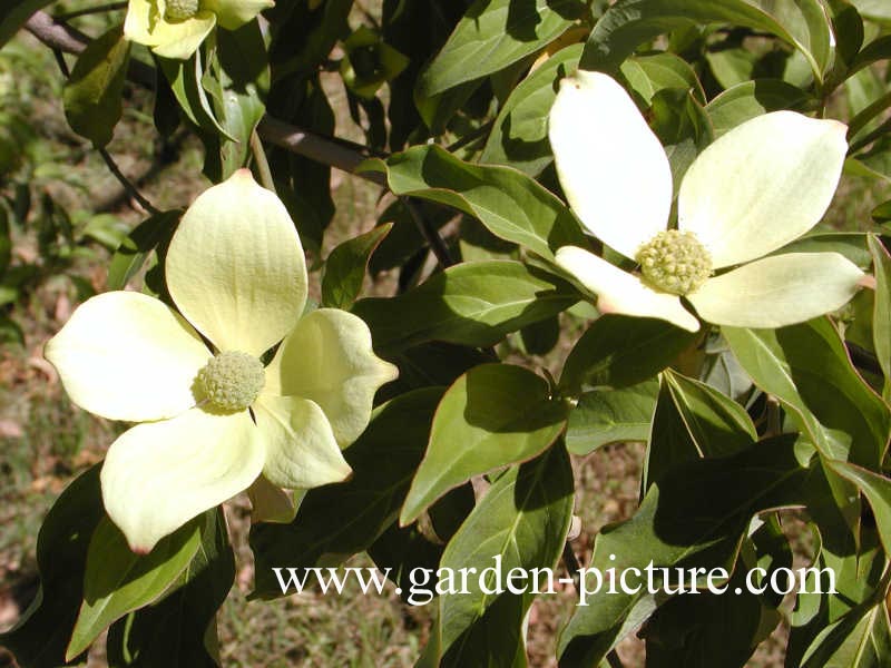 Cornus capitata