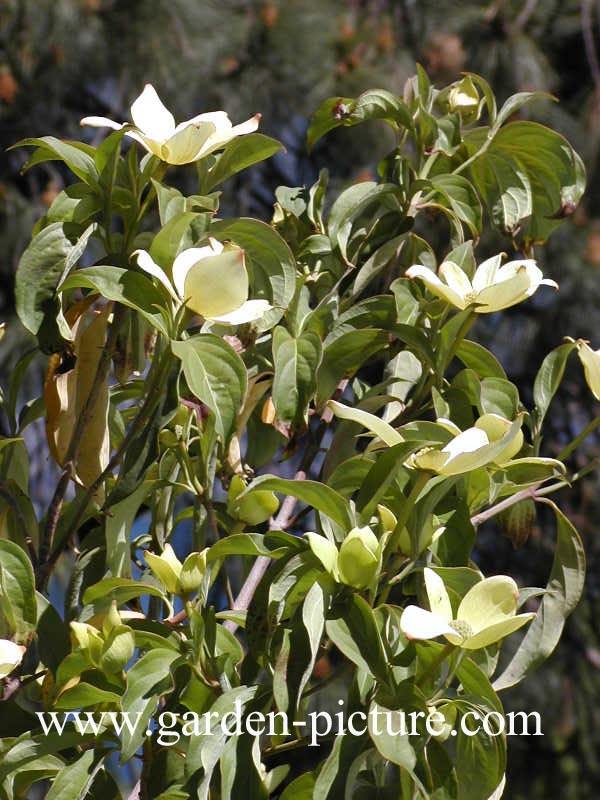 Cornus capitata