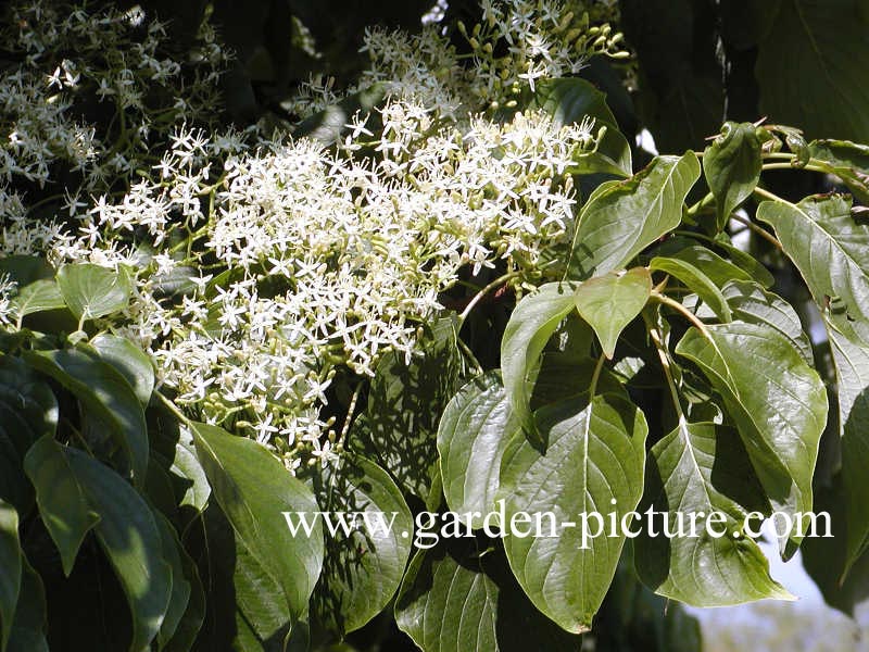 Cornus controversa