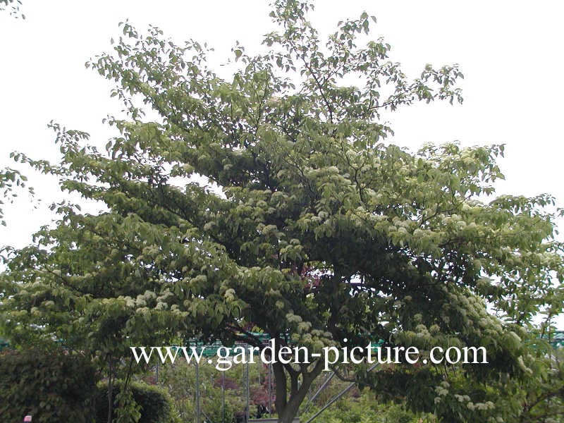 Cornus controversa