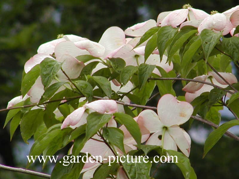 Cornus 'Rutgan' (STELLAR PINK)