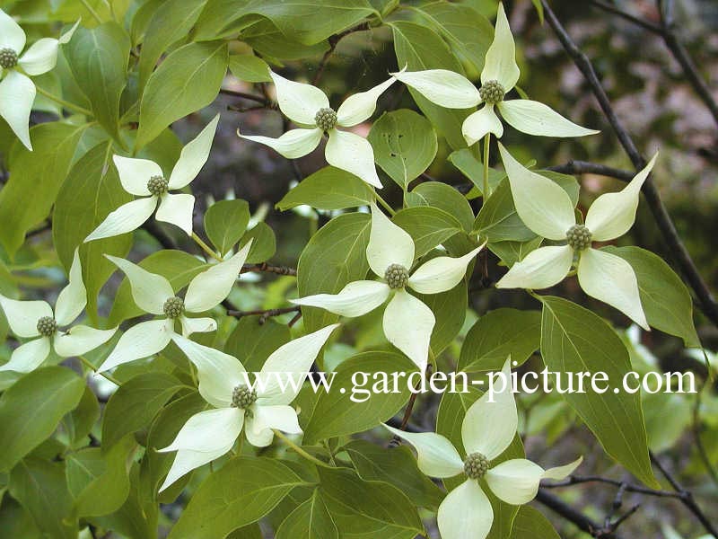 Cornus kousa 'Madame Butterfly'