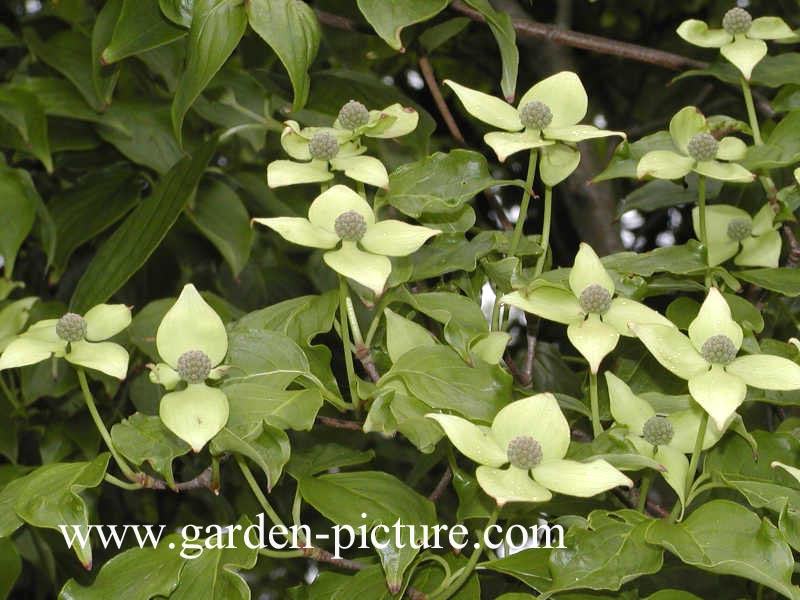 Cornus kousa 'China Girl'