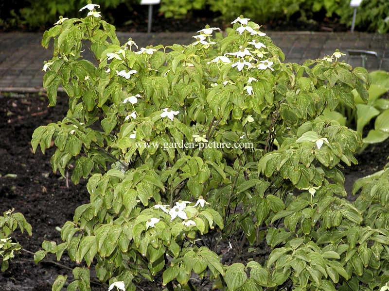 Cornus kousa 'Girard's Dwarf'