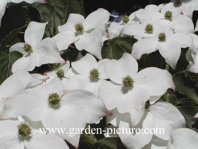 Cornus kousa