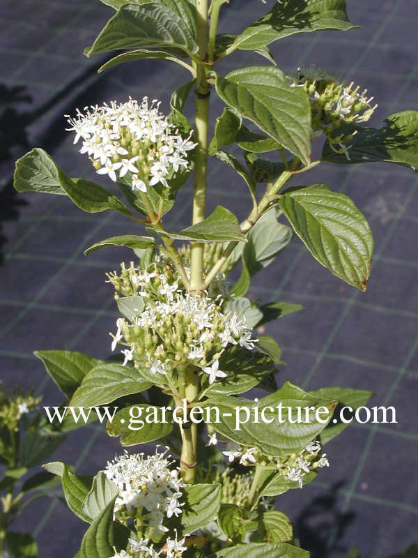 Cornus sericea 'Flaviramea'