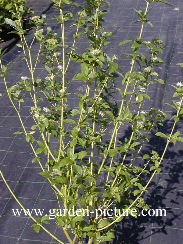 Cornus sericea 'Flaviramea'