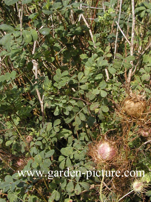 Hippocrepis emerus