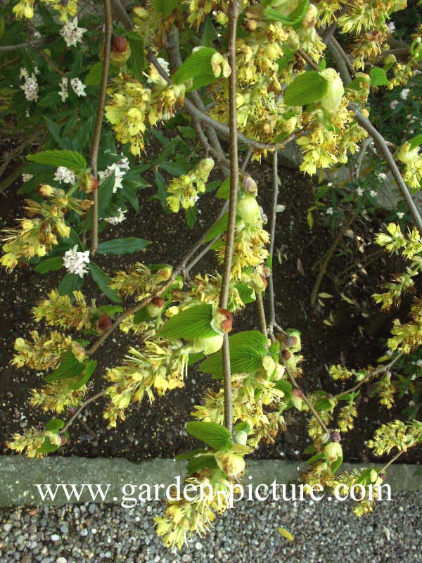 Corylopsis sinensis