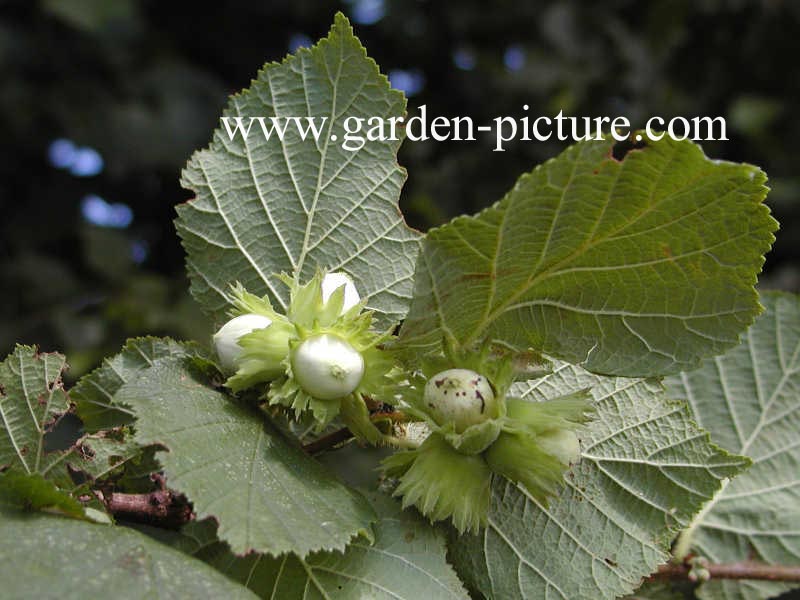 Corylus avellana