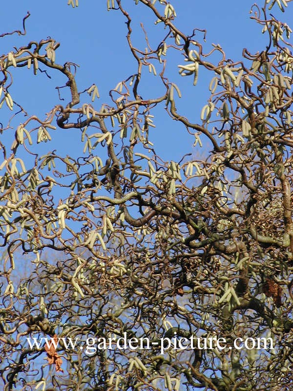 Corylus avellana 'Contorta'