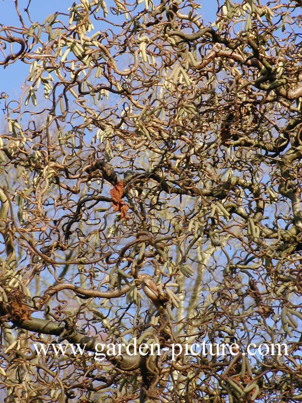 Corylus avellana 'Contorta'