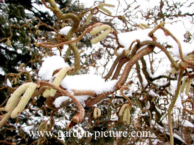 Corylus avellana 'Contorta'