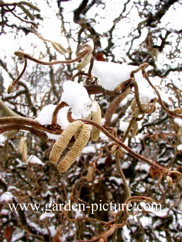 Corylus avellana 'Contorta'