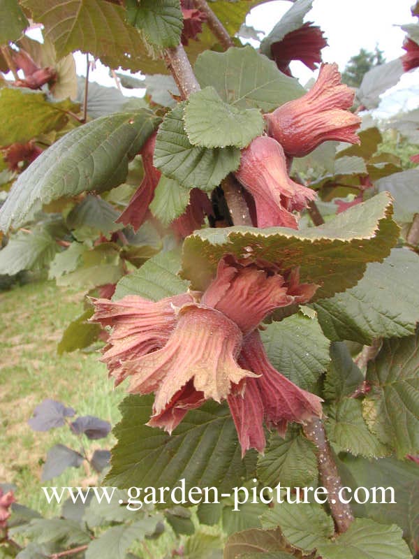 Corylus maxima 'Roter Zellernuss'