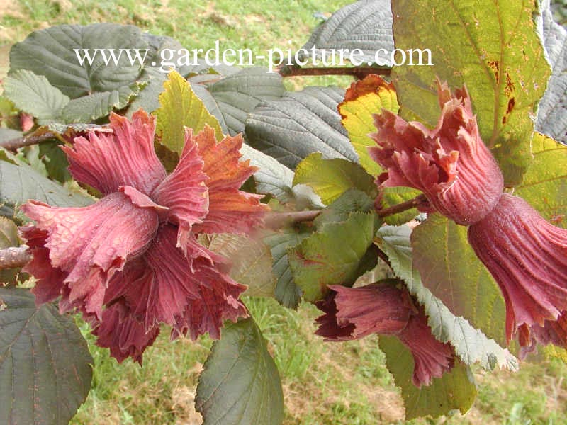 Corylus maxima 'Roter Zellernuss'