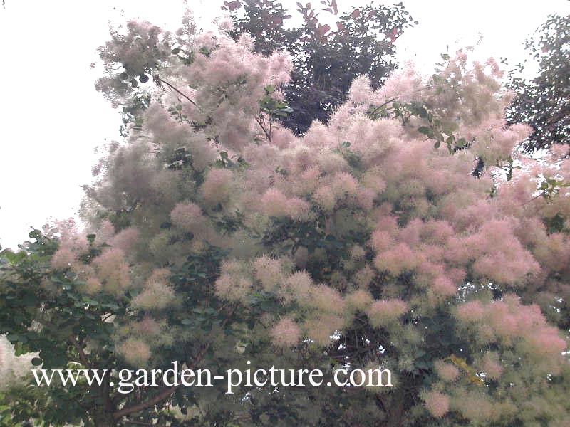 Cotinus coggygria