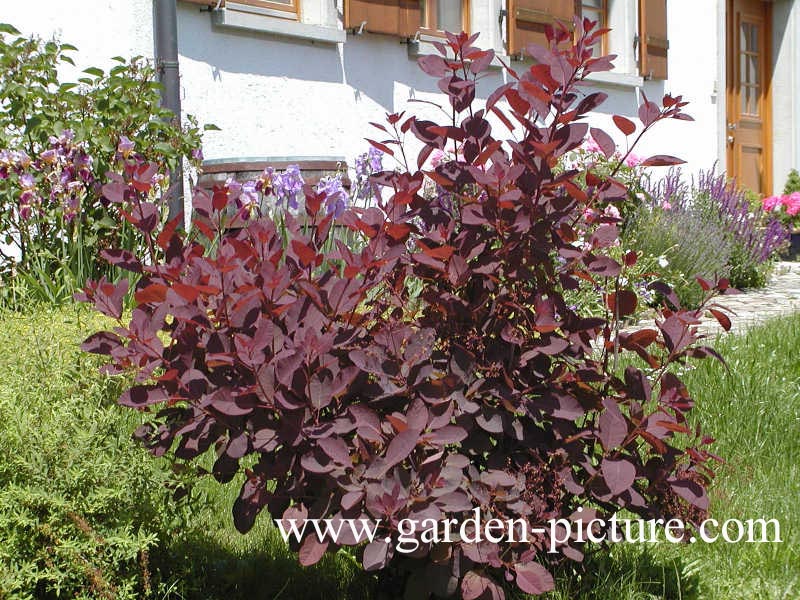 Cotinus coggygria 'Royal Purple'