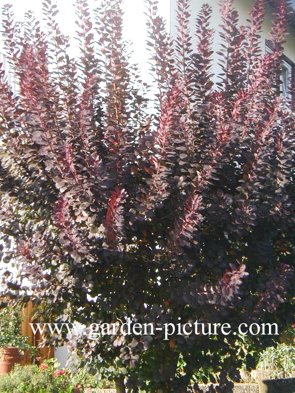 Cotinus coggygria 'Royal Purple'