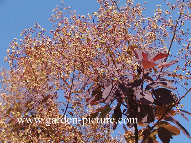 Cotinus coggygria 'Royal Purple'