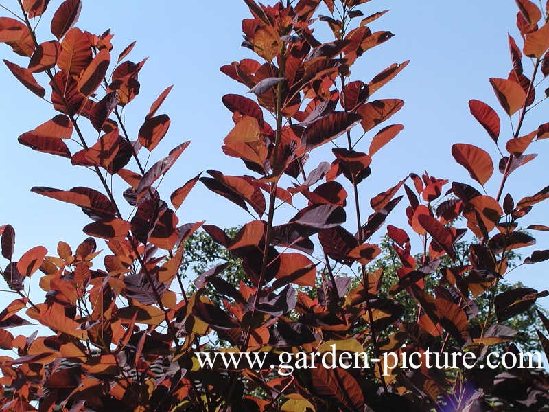 Cotinus coggygria 'Royal Purple'