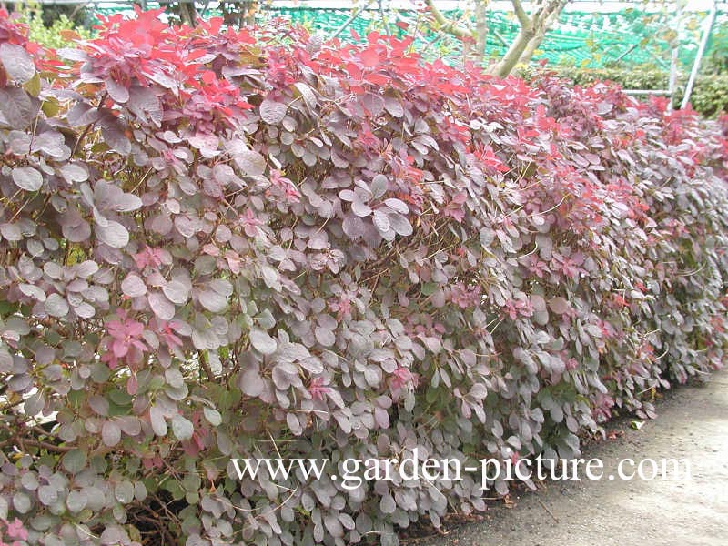 Cotinus coggygria 'Royal Purple'