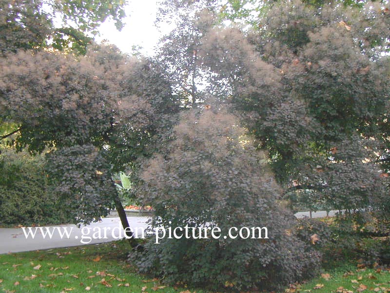 Cotinus coggygria 'Royal Purple'