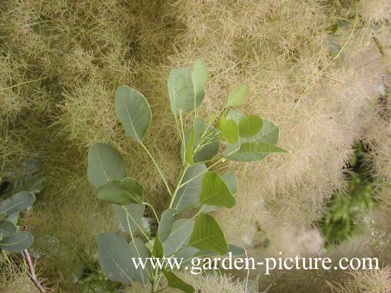 Cotinus coggygria