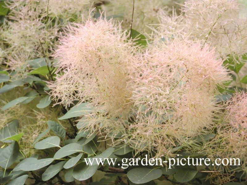 Cotinus coggygria