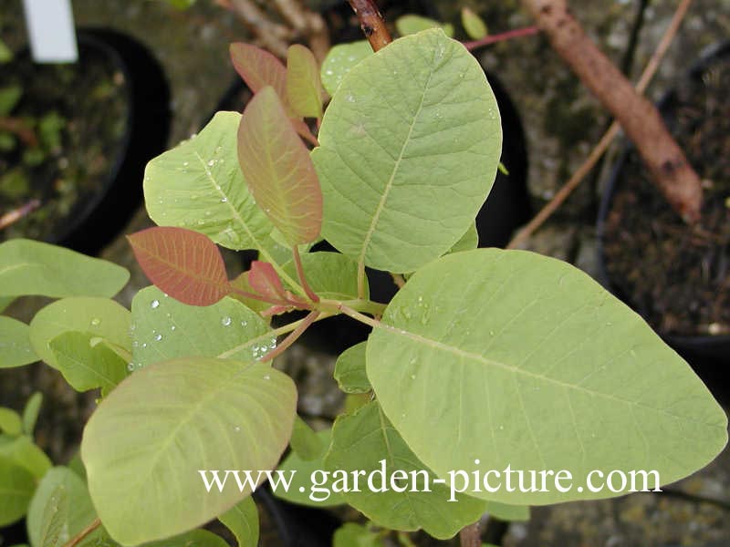 Cotinus obovatus