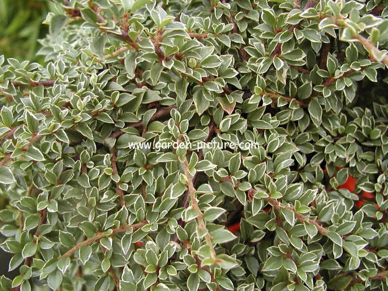 Cotoneaster atropurpureus 'Variegatus'