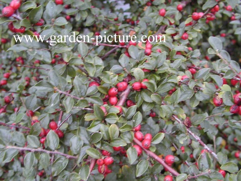 Cotoneaster dammeri 'Major'