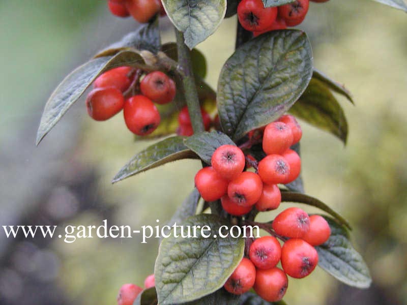 Cotoneaster franchetii