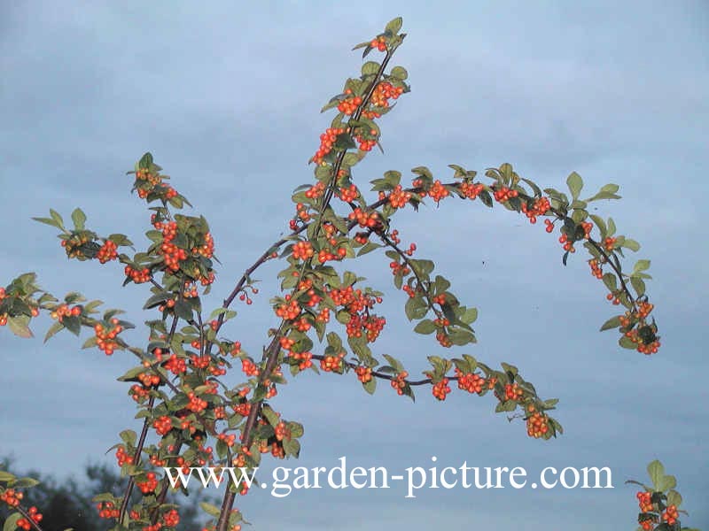 Cotoneaster franchetii