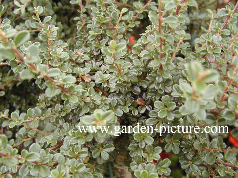 Cotoneaster cochleatus