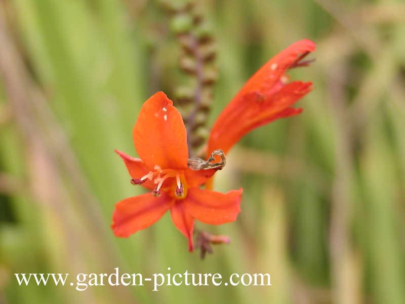 Crocosmia 'Lucifer'